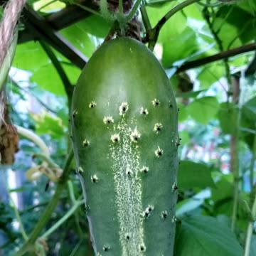 Summer garden 2023 - Cucumber Cherry Tomato