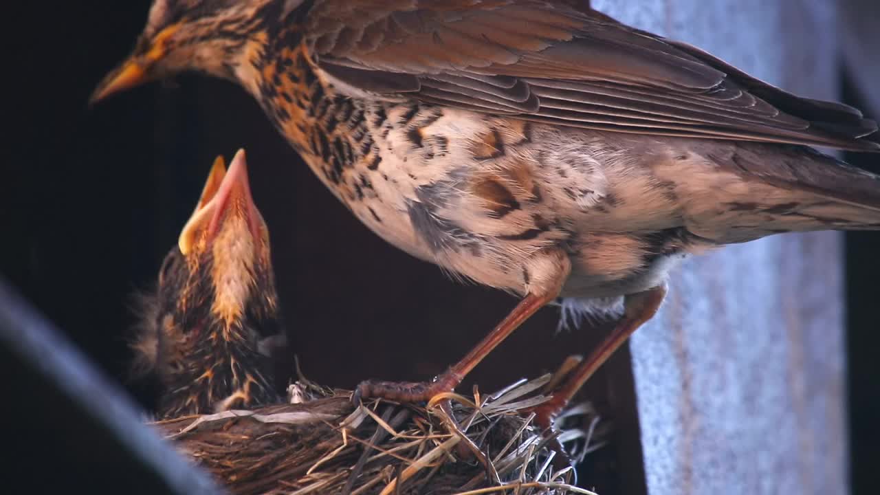 TOUCHABLE BIRD MOTHER WITH BABY BIRD !!!