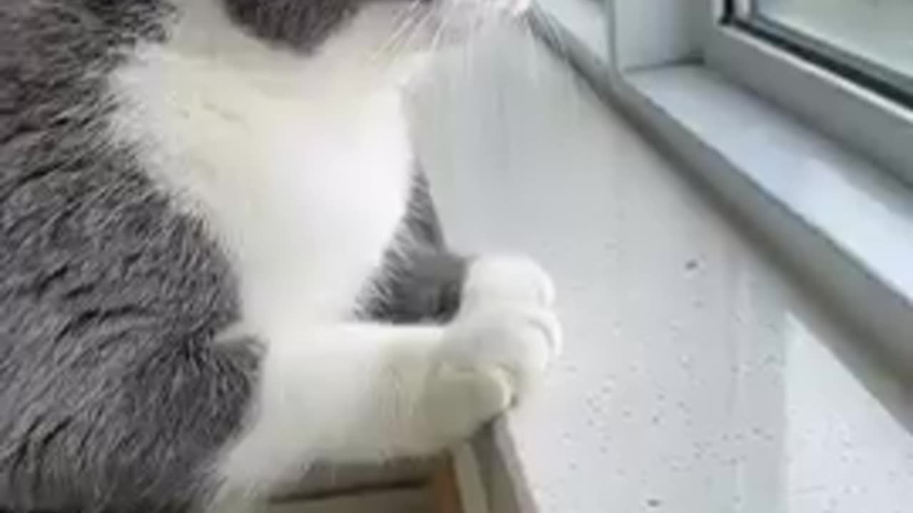 what did the cat seeFunniest cat video❤