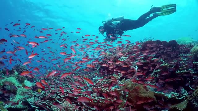 Flock of small beautiful red fishes