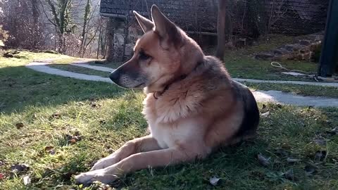 A German Shepherd Dog Sitting On Grass