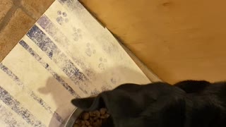 Picky Dog Wants A Little Seasoning To Her Food