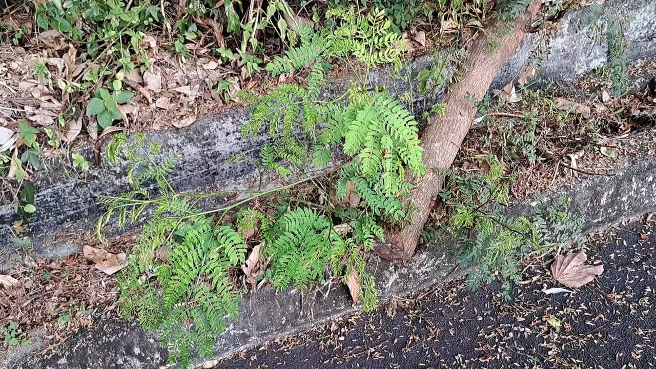 被颱風吹倒的樹幹頑強的不向現實低頭 Tree trunk blown down by typhoon stubbornly strives for survival
