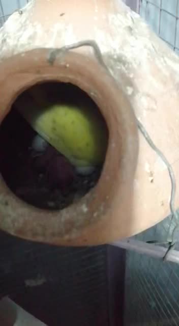 Parrot nest and small chicks