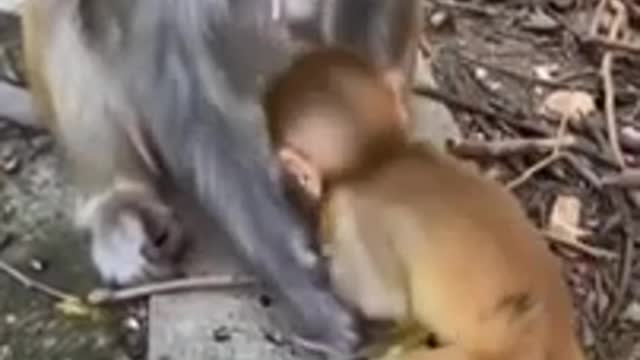 The mother monkey eats a cake stuffed with chocolate and does not want to give