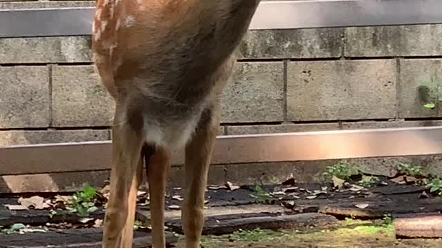 Sika deer with horns