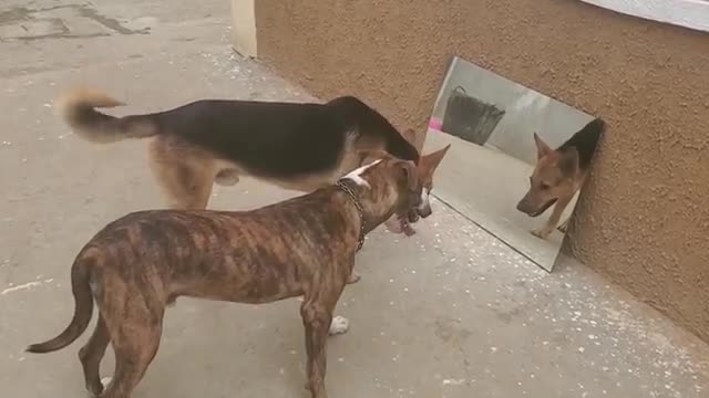 reaction of the dogs in front of the mirror very funny