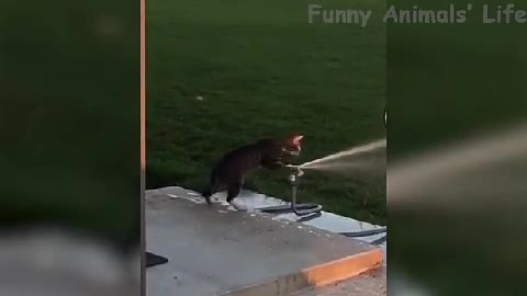 Funnyanimal