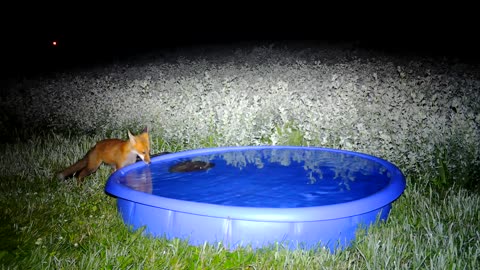 Wildlife Checking Out the New Pool