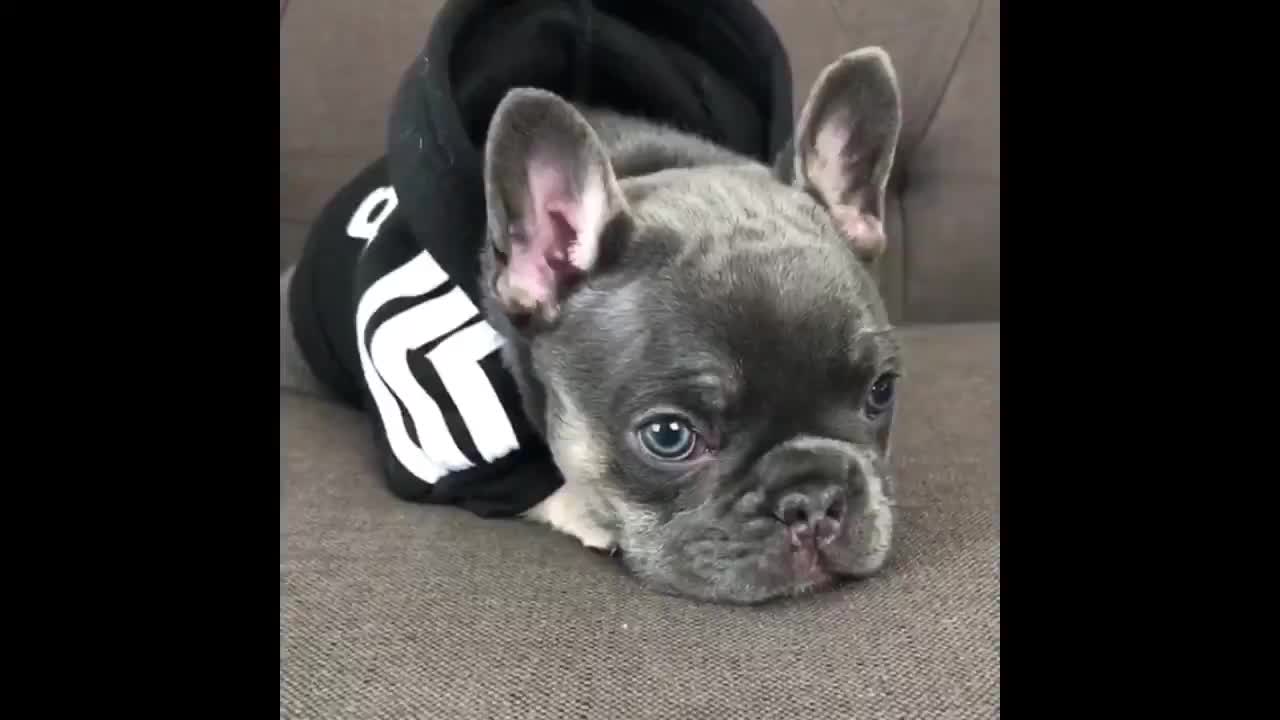 Cute and Funny Dog baby dog