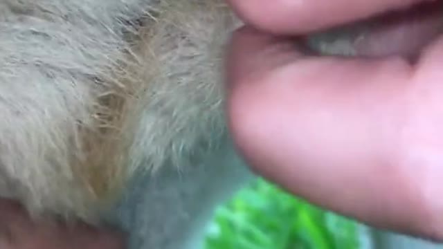kangaroo mother