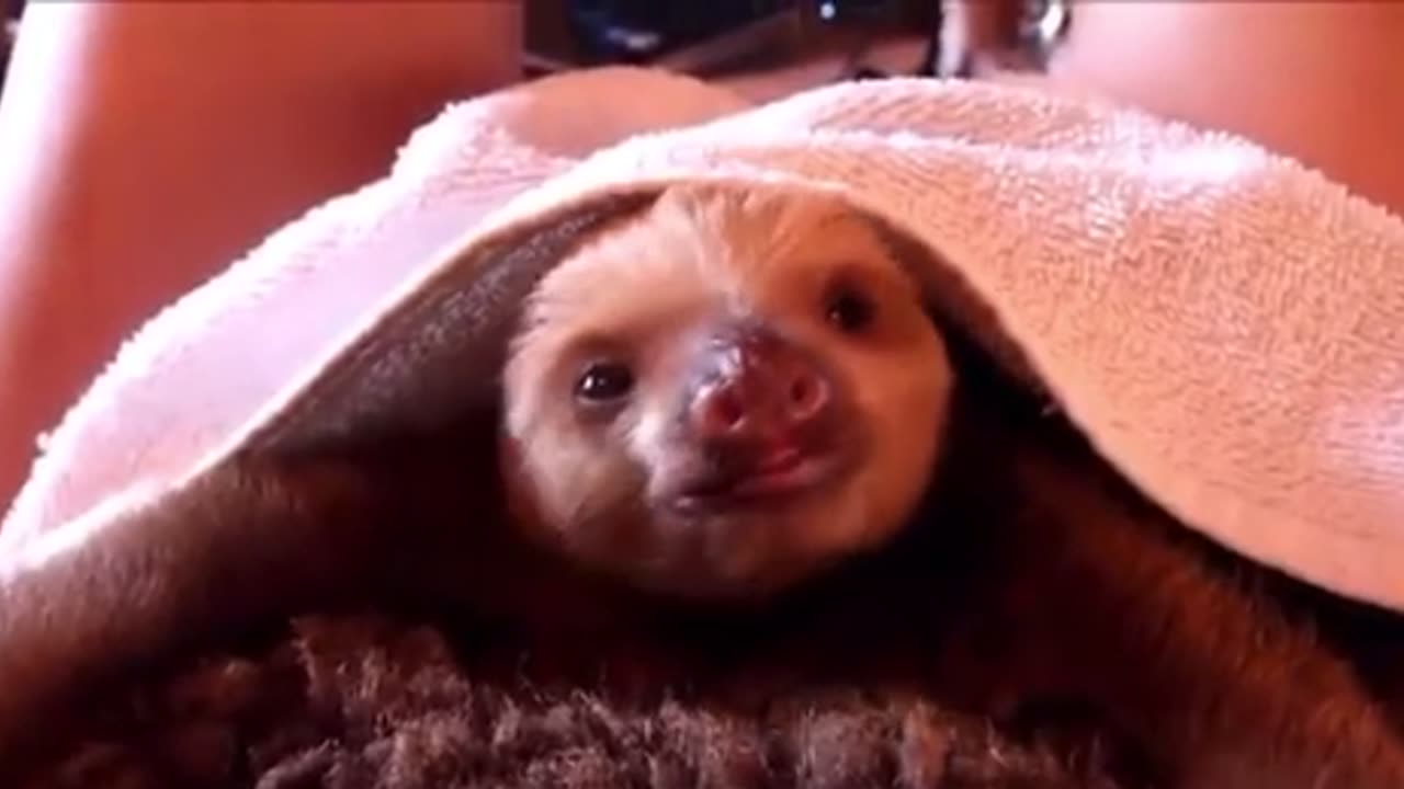 Baby Sloths Being Sloths -FUNNIEST Compilation