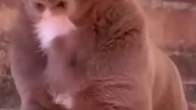 Cute dog video