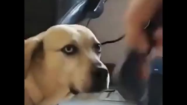 AWW Animals SOO Cute! Videos Compilation cutest and funniest moment of the animals #14