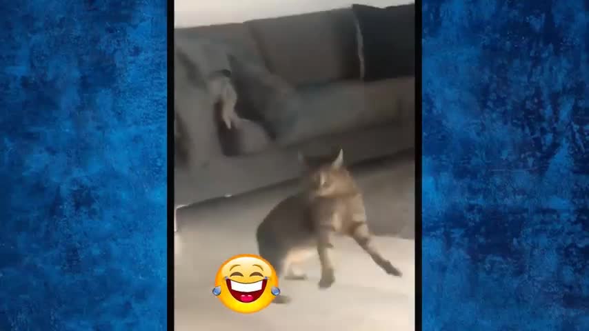 Chillin' Cats😹 Funniest Cats 😹 Best Of The 2022 Funny Cat Videos