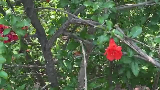 Red flowers