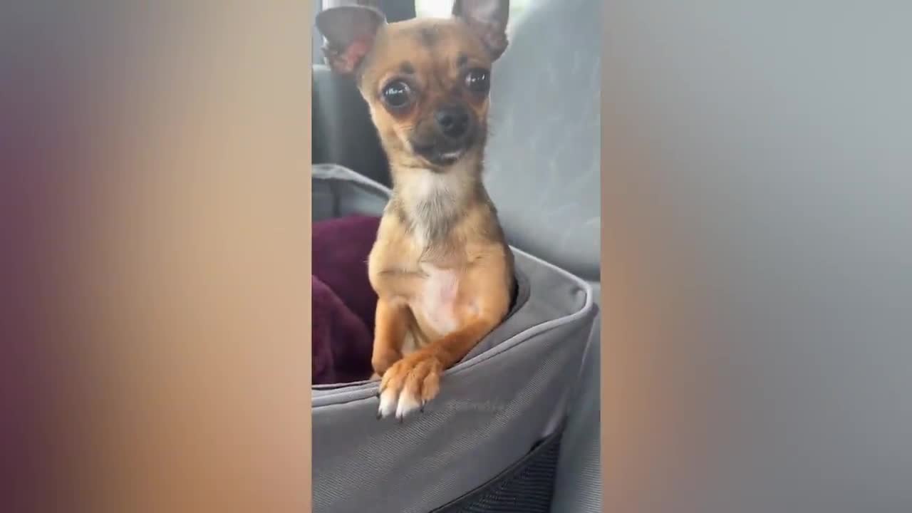 Best Funny Animal Videos Of The 2022🤣Funniest Cats And Dogs Videos😺😍