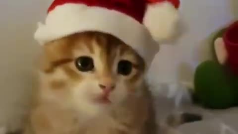 happy new year cat
