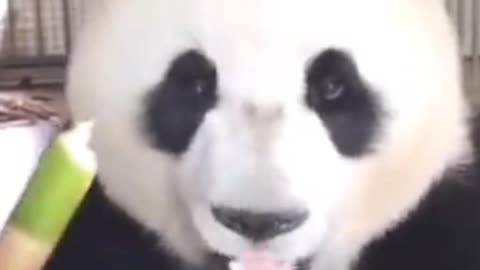 Here comes the adorable main panda