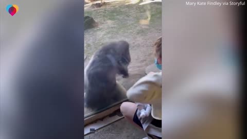 Zookeeper introduces her newborn baby to gorilla friend