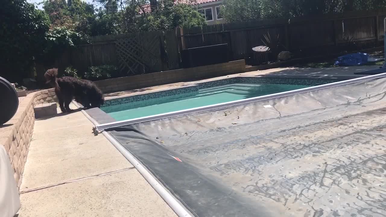 Dog's rescue instincts emerge as pool cover closes