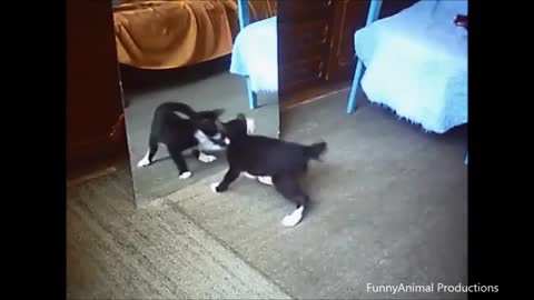 Cats VS Mirrors