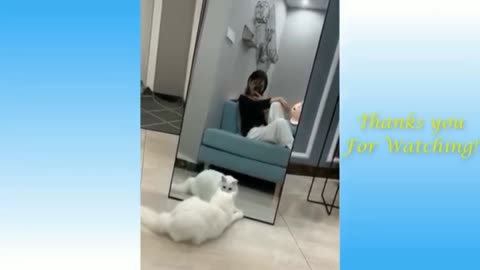 funny and cute cat's