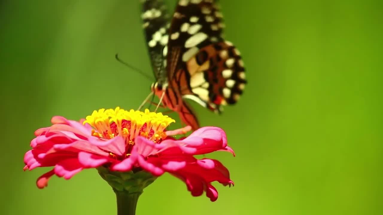 A close shot to beautiful butterfly.