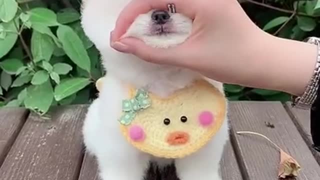 Funny animals(Funny dog)