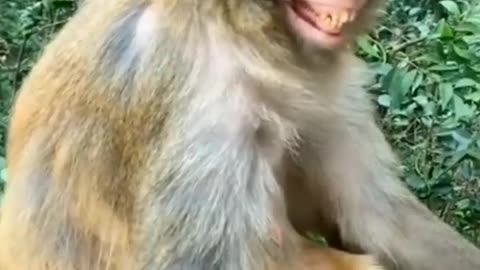 Lafing monkey