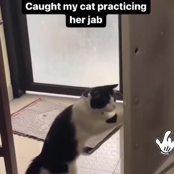 Fanny Cat Video And Cute Cat Video