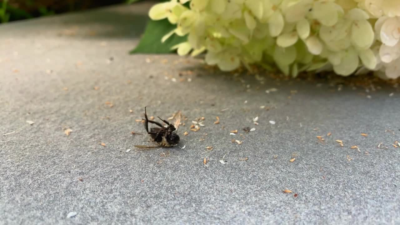 Close Up of a Dead Bee Insect Near a White Hydrangea Flower