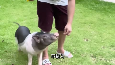 How does it feel to keep a pig as a pet?