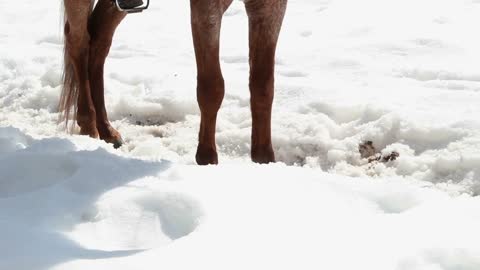 close-up of a horse's hoof in the snow