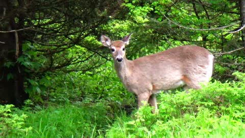 White-tailed deer