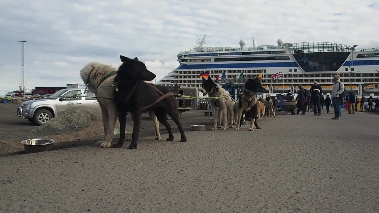 So cutest Dogs 🐕