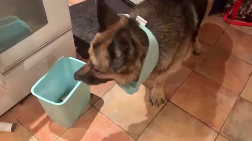 Guilty German Shepherd!