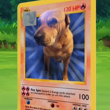 How to Catch Your Dog 2022