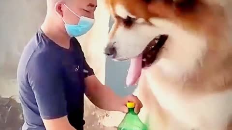 Cute Dogs Video |Funny Dog Videos
