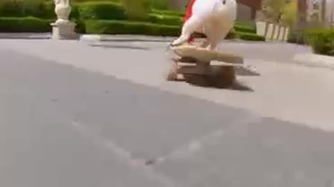 Skatedog 18