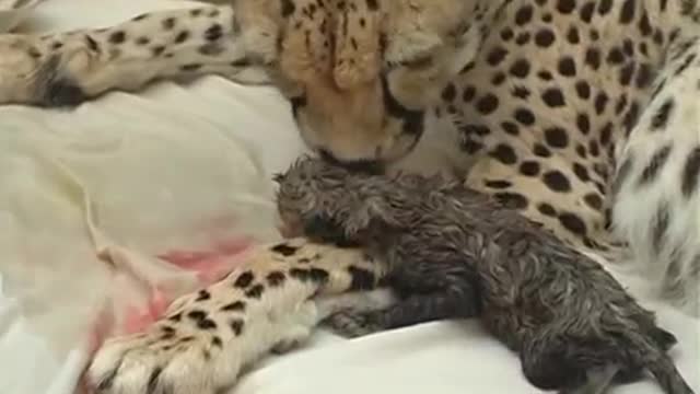 Cheetah giving birth with human assistance