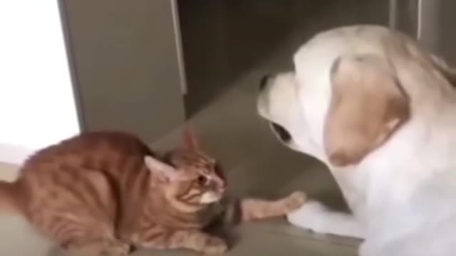 Funny relationship between dog and cat