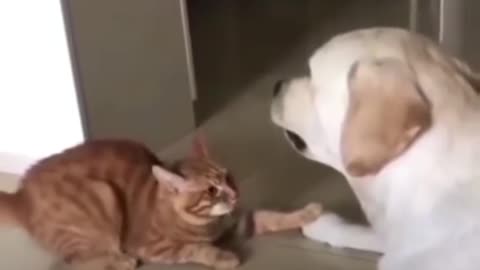 Funny relationship between dog and cat