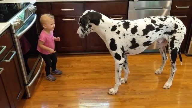 Little girl dog video funny video interesting video