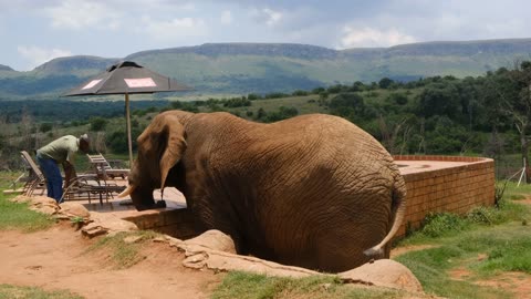 Elephant on the Grass