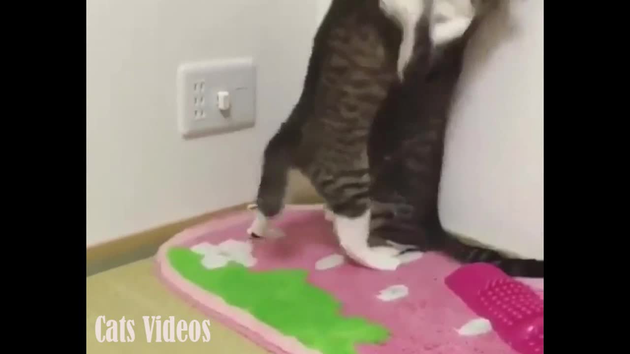Feisty Between Two cats At Home