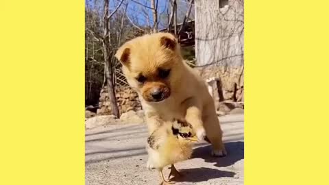 Funny Animals Compilation