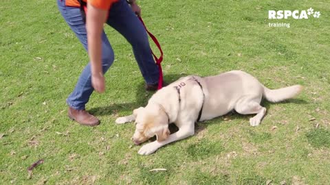Teach your dog to sit and drop