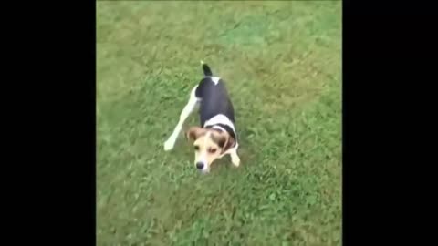 Funny animals compilation =)