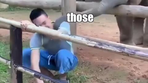 men and elephant funny videos
